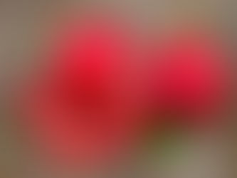 7 Manfaat Delima Untuk Kesehatan