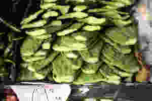 You can eat cactus pads raw or grilled