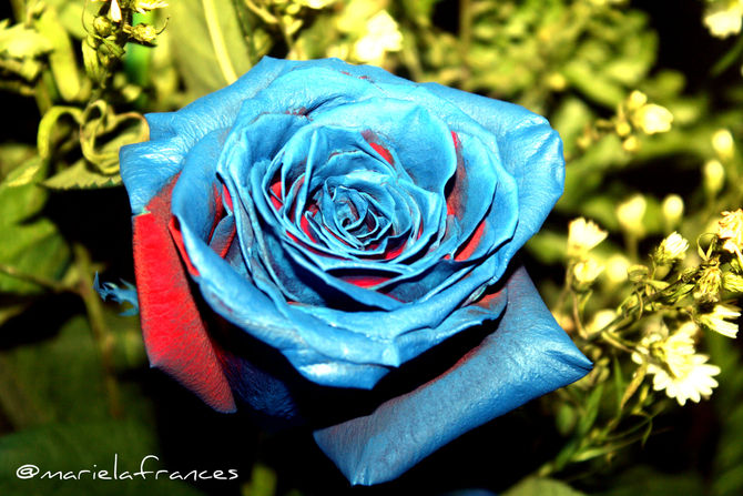 Bluu