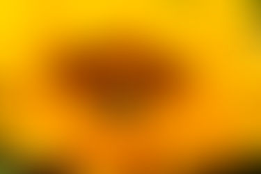 Tournesol