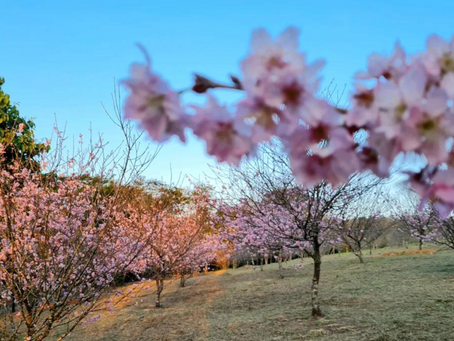 Como fazer nossa cidade mais sustentável, humana, que possa fazer seus residentes mais felizes?