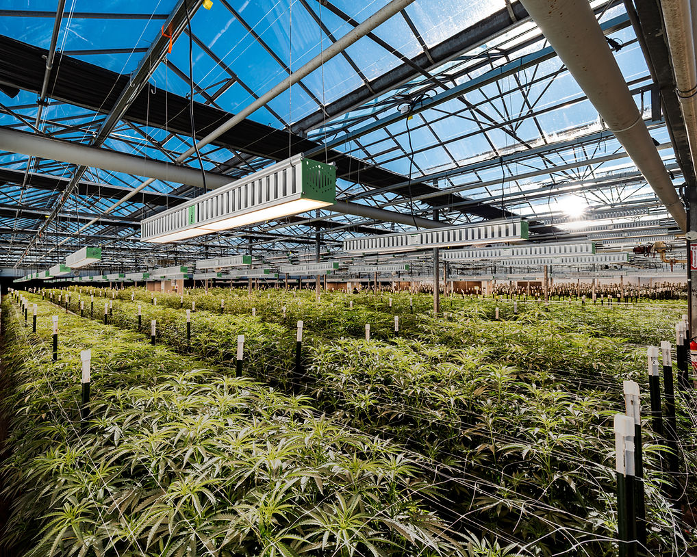 Glass Meadows sun-grown cannabis greenhouse with plants in New Jersey