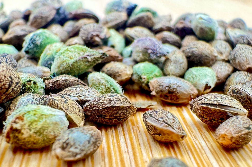 An up-close look at cannabis seeds, highlighting their unique shapes and features.