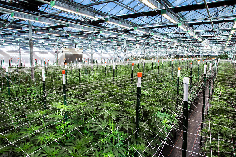 Interior of Glass Meadows’ New Jersey greenhouse facility where cannabis is cultivated
