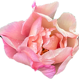 IMG_3609_edited.png