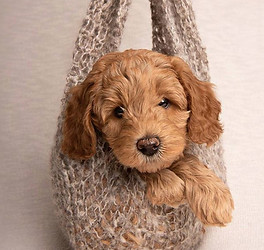Australian labradoodle breeder