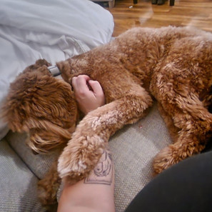 Australian Labradoodle breeder UK