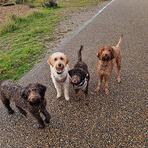 Willows Australian Labradoodle