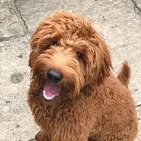 Australian labradoodles UK Breeder Puppies .webp