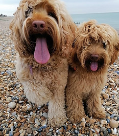 Australian labradoodles