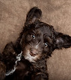 Chocolate Australian Labradoodle .jpg