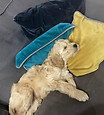 australian Labradoodle .JPEG
