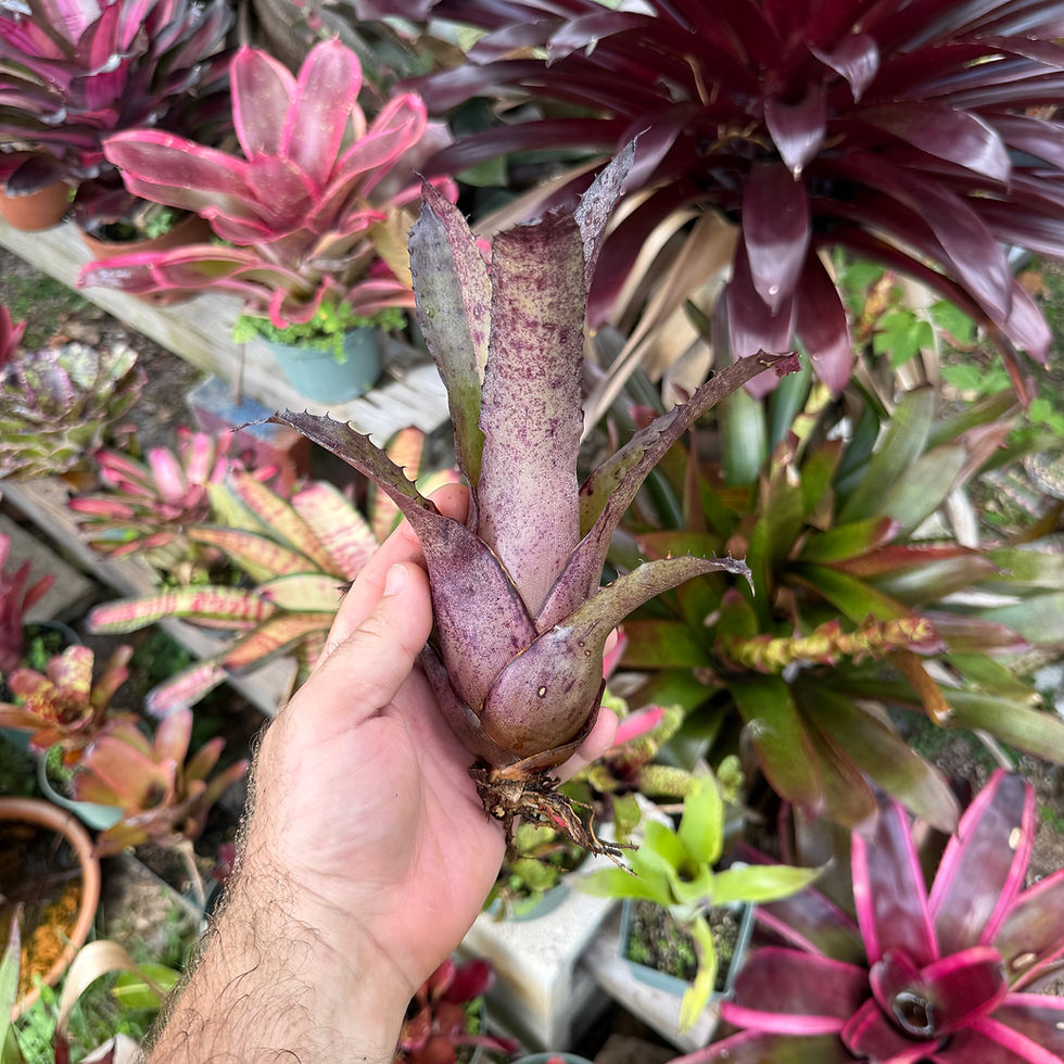 Thumbnail: Hohenberia 'Leopolodo Horstill x Pennae' F2
