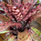 Thumbnail: -Aec 'Brilliant Melissa Ann'