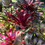Thumbnail: xNEOROCKIA ‘Roasted Pheasant ' Devonshire 