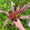 Thumbnail: -Neo 'Fruit Stripe' Variegated - Skotak  and M. Kiehl