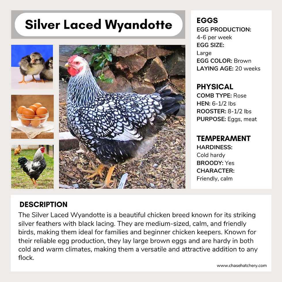 Silver Laced Wyandotte