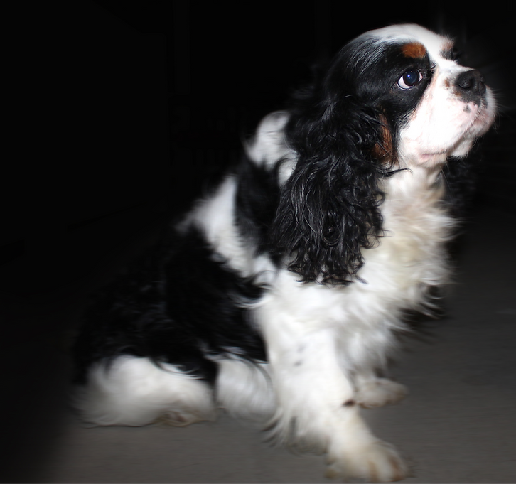 Waylon%202-2-212_edited.png