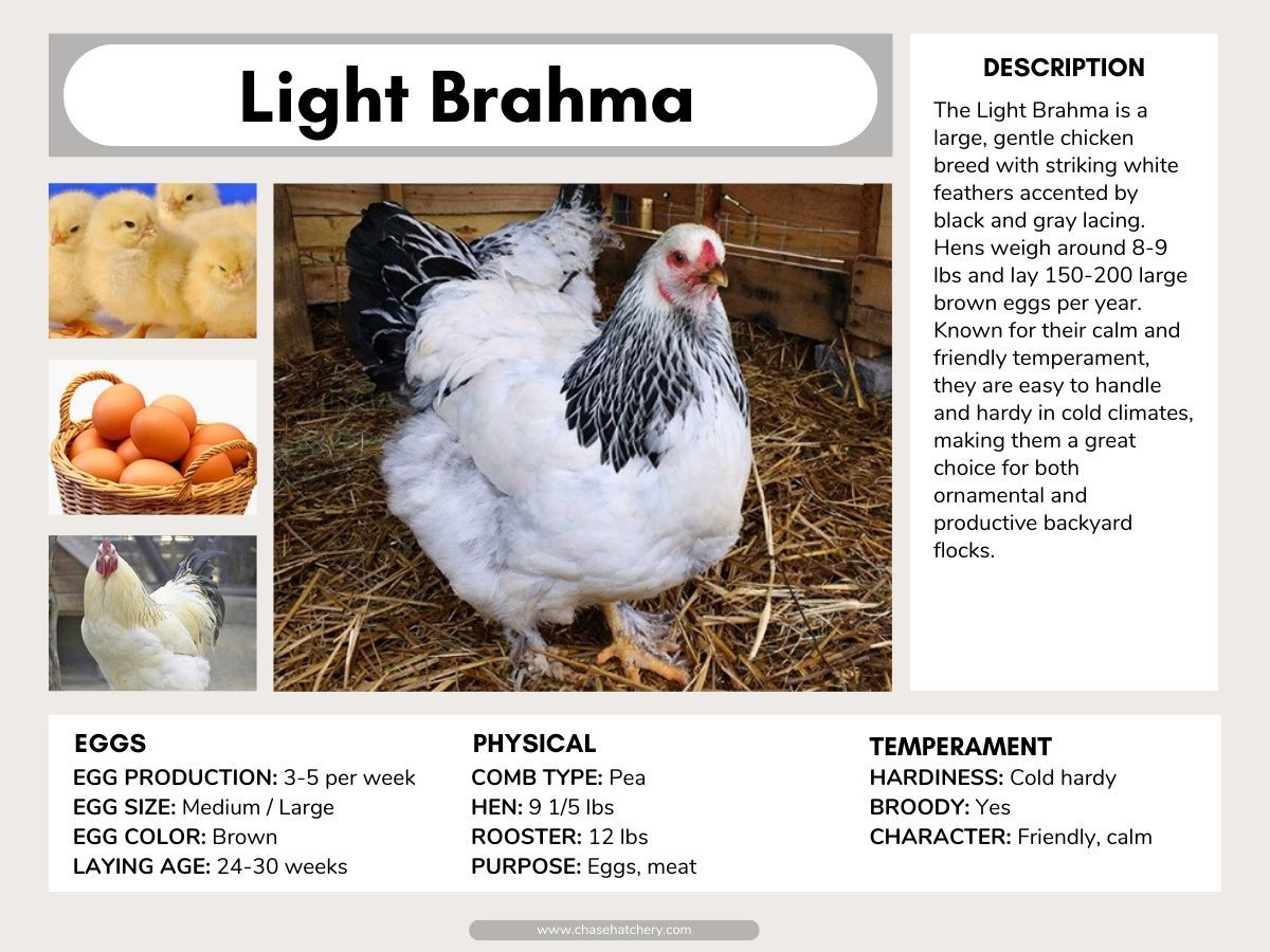 Light Brahma
