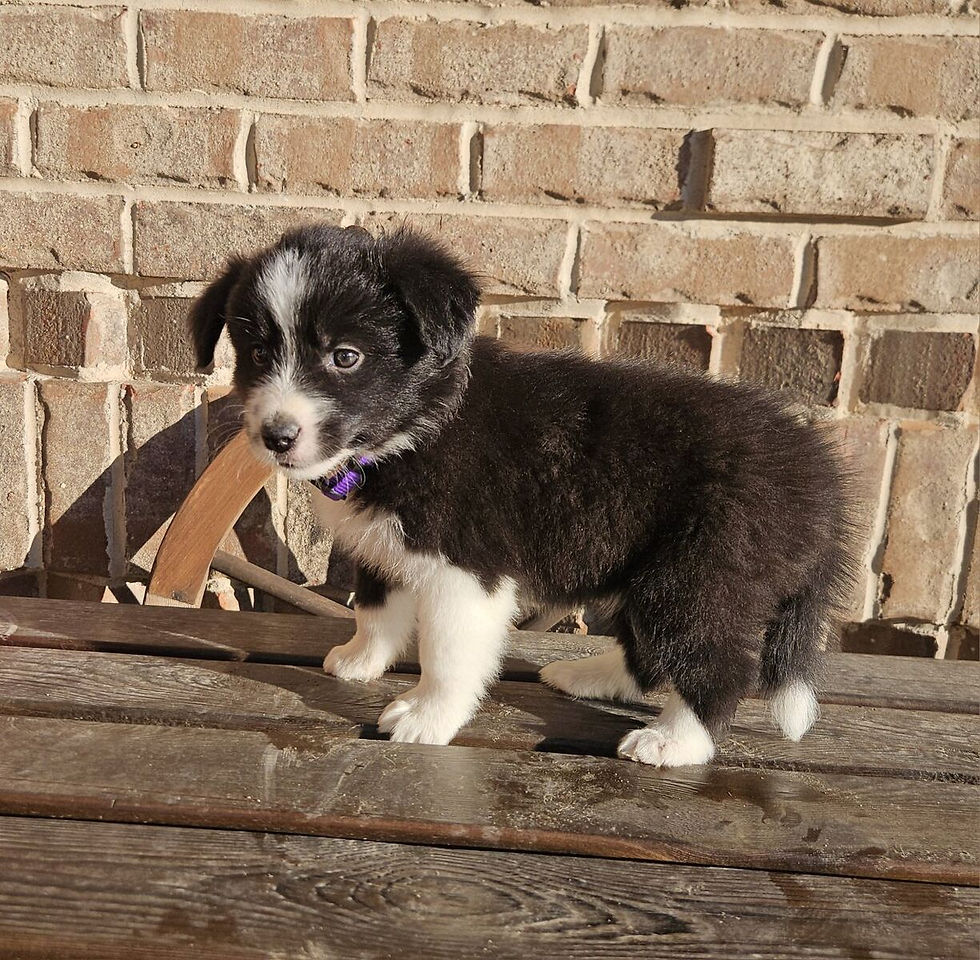 Border Collie - Carlie