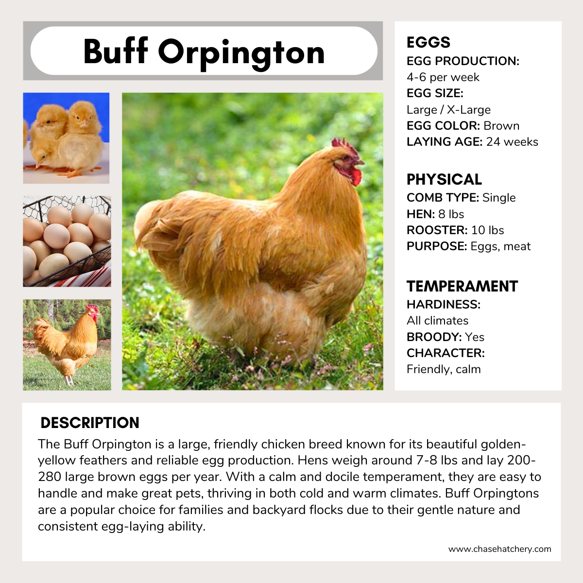 Buff Orpington