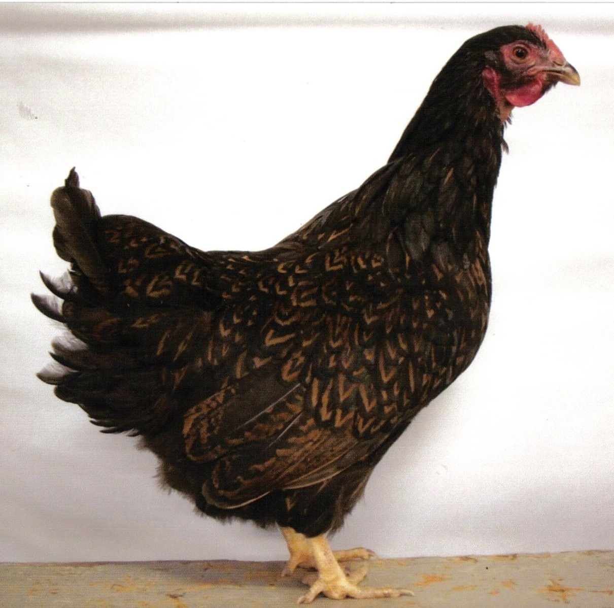 Barnevelder