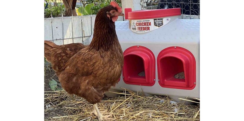 Thumbnail: Chicken Feeder
