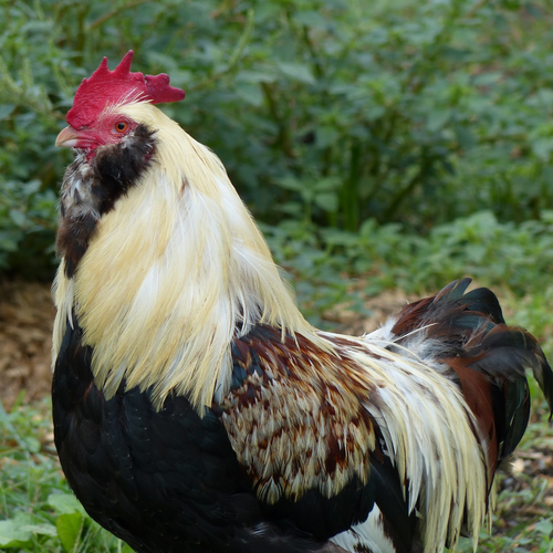 Started Salmon Faverolle Cockerel Chase Hatchery