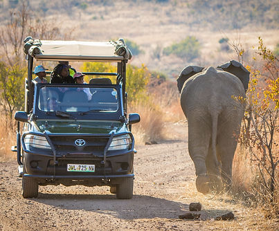 Ivory Tree (34 of 137)-min.jpg