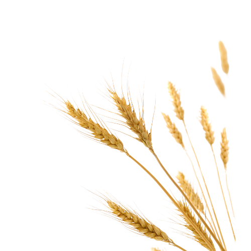 Untitled design (41).png