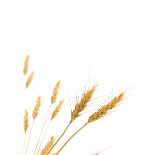 Untitled design (40).png