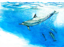 Dolphin-spin-bubbles.jpg