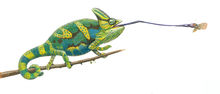 Veiled Chameleon.sm.jpg