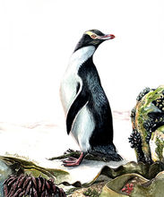 b-yellow_eyed_penguin.jpg