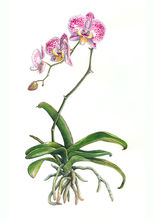 Orchid2012.jpg