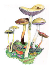 OregonMushrooms copy.jpg