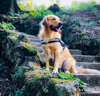 Golden retriever