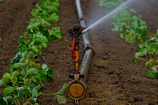 water-sprinklers-880970_1920.jpg