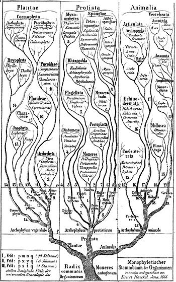 haeckel-arbre-evolution.gif
