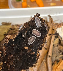 Porcellio werneri