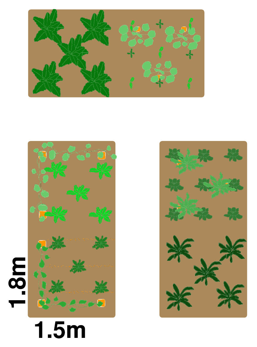 Small Veg Patch In A Box