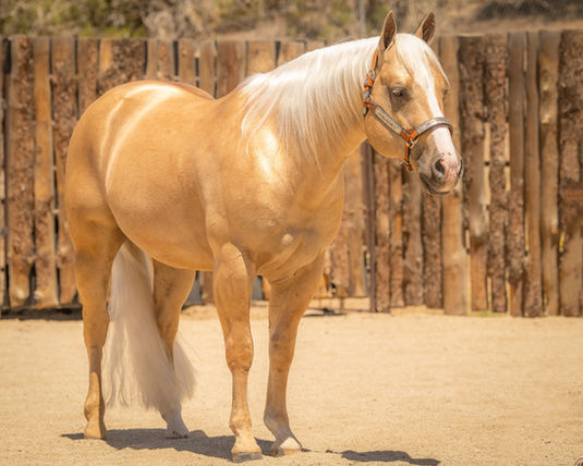 Magical Voodoo
NRCHA stallion