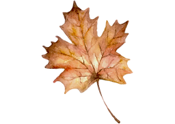 feuille (2)_edited.png