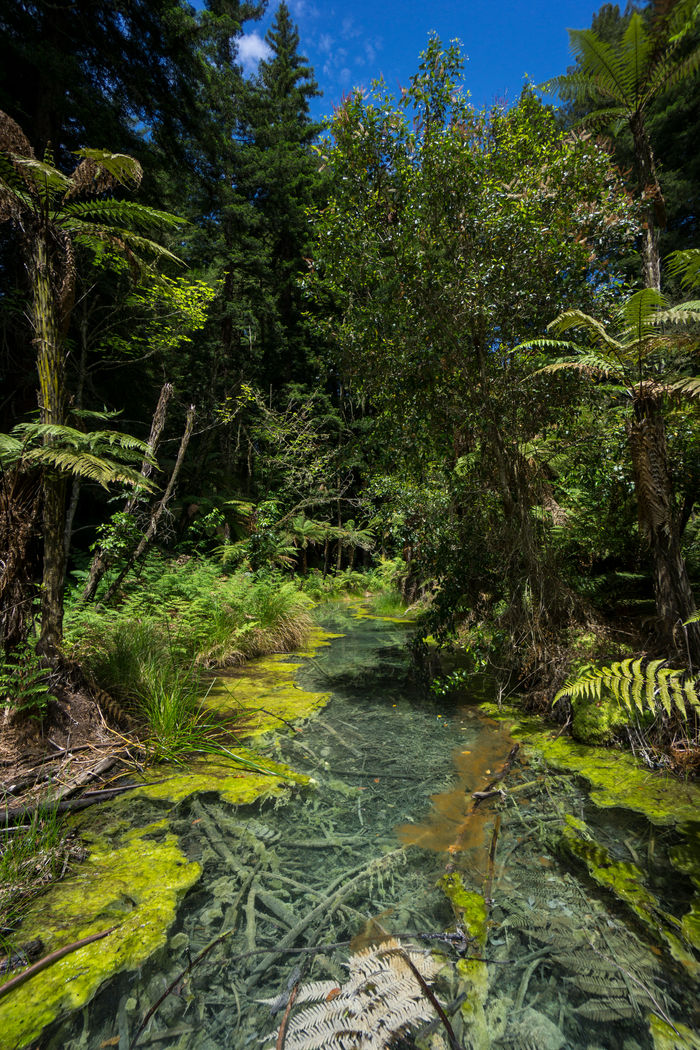 Rotorua