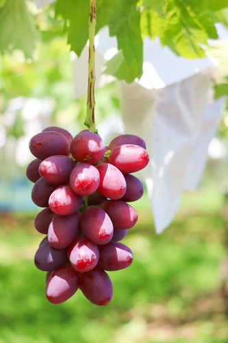 クイーンルージュ®︎4房 | カネ十農園