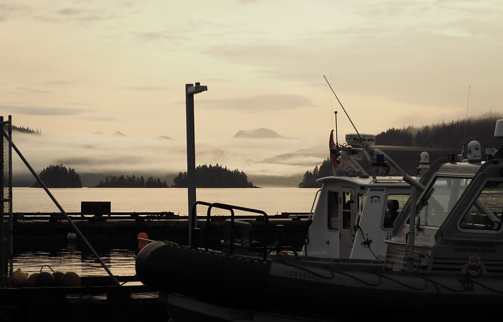 fishing boats in harbour at sunset