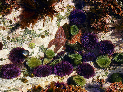 tide pool