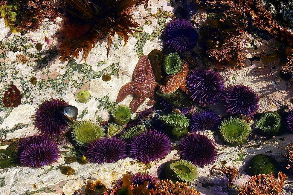 tide pool