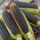 Thumbnail: Corn (seeds) Dakota Black