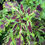 Thumbnail: Coleus seeds Wildstreak for sale